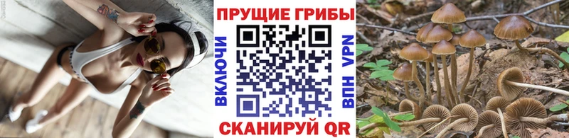 Галлюциногенные грибы Cubensis  Рудня 